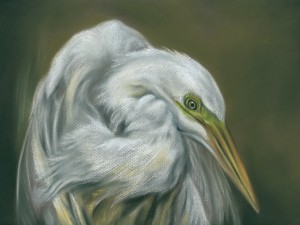 Great Egret White Waterfowl Portrait